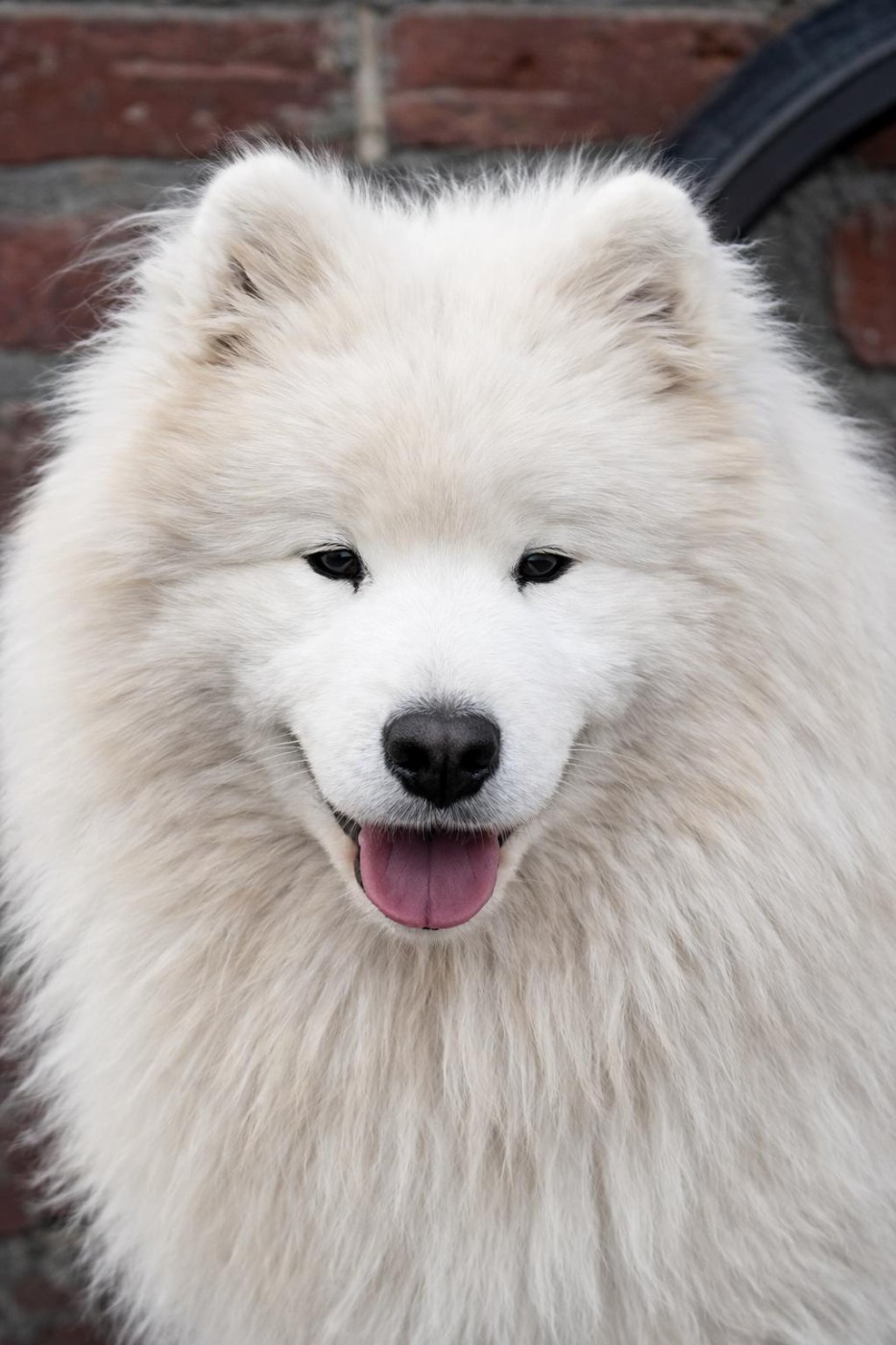 HRABRYIY KOZAK s hutora dykanki