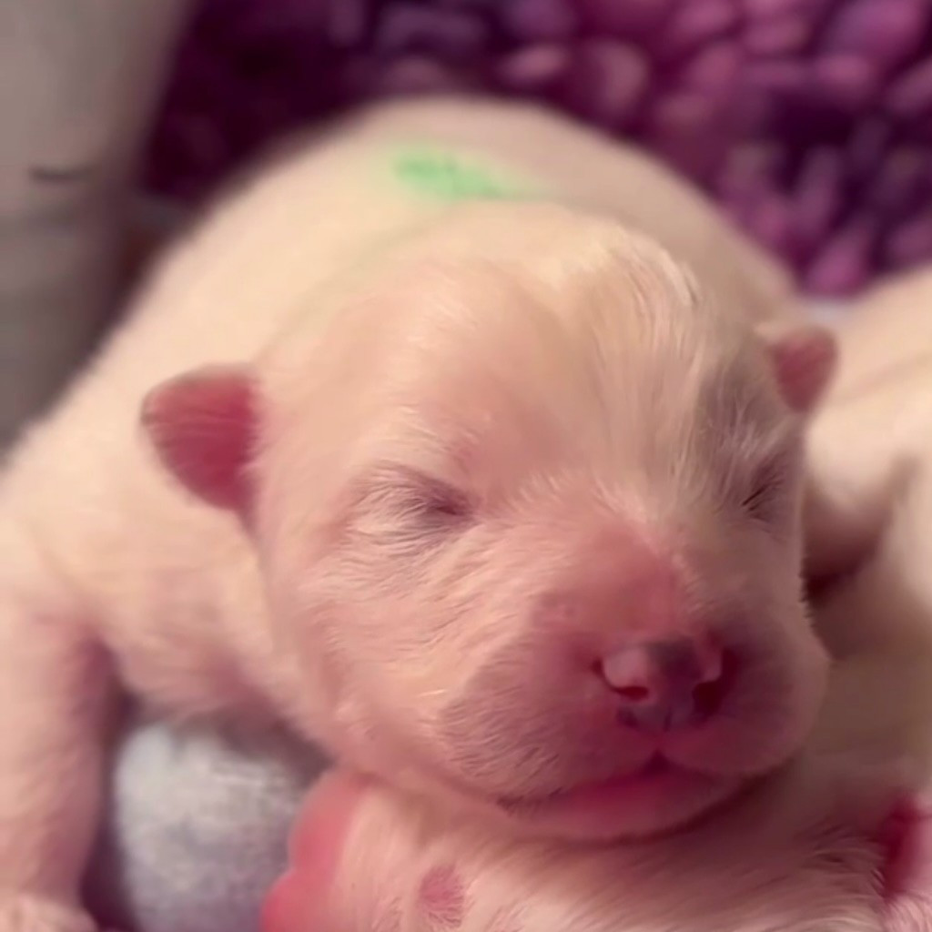 Sam's North Prim - Chiots disponibles - Samoyède