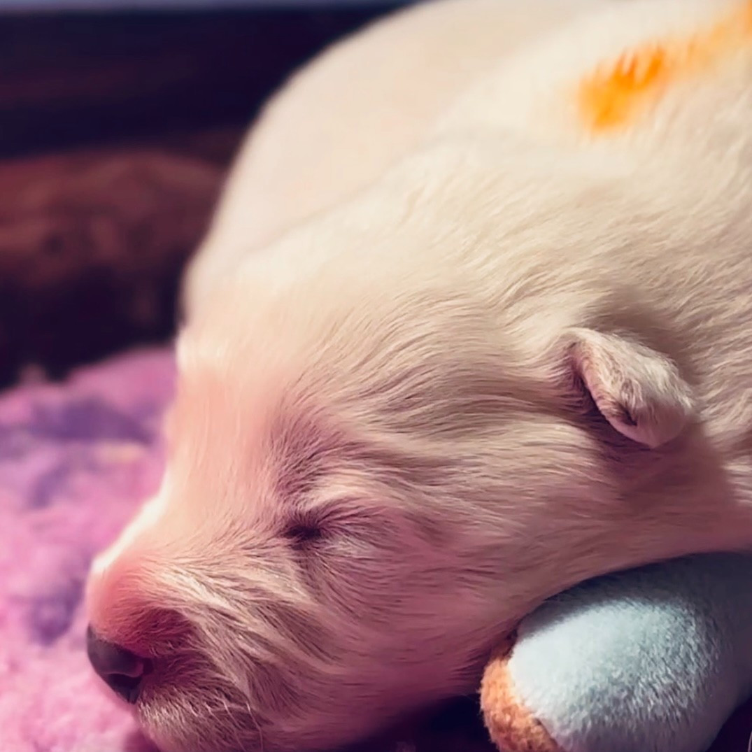 Sam's North Prim - Chiots disponibles - Samoyède