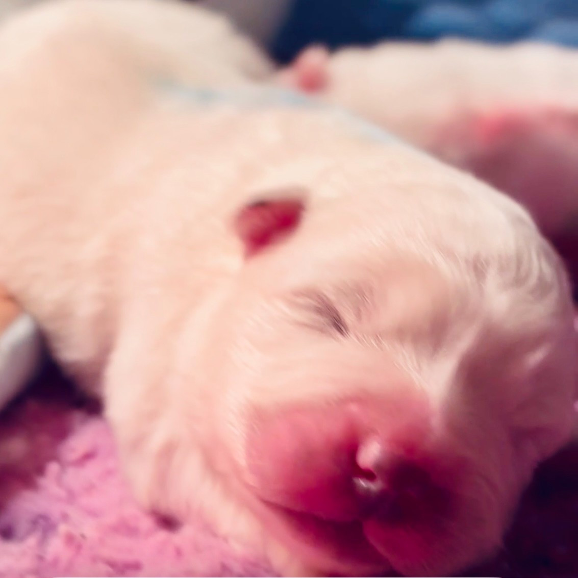 Sam's North Prim - Chiots disponibles - Samoyède