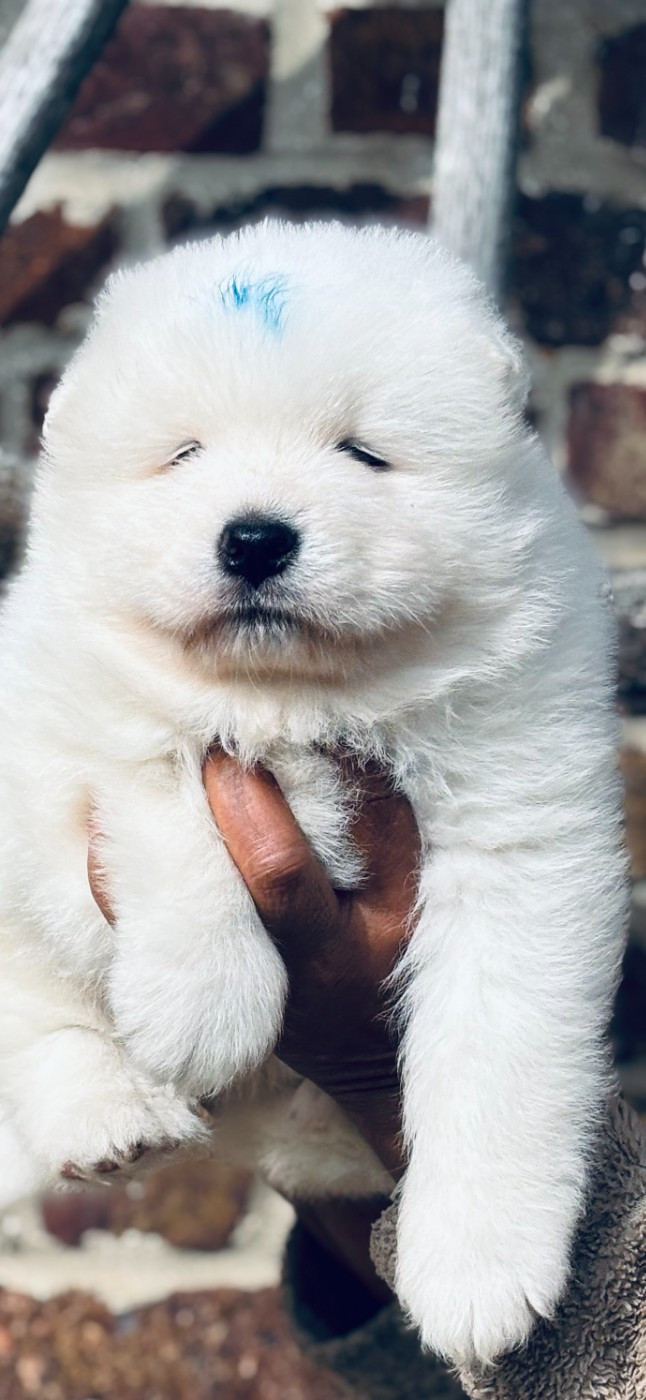 Sam's North Prim - Chiots disponibles - Samoyède