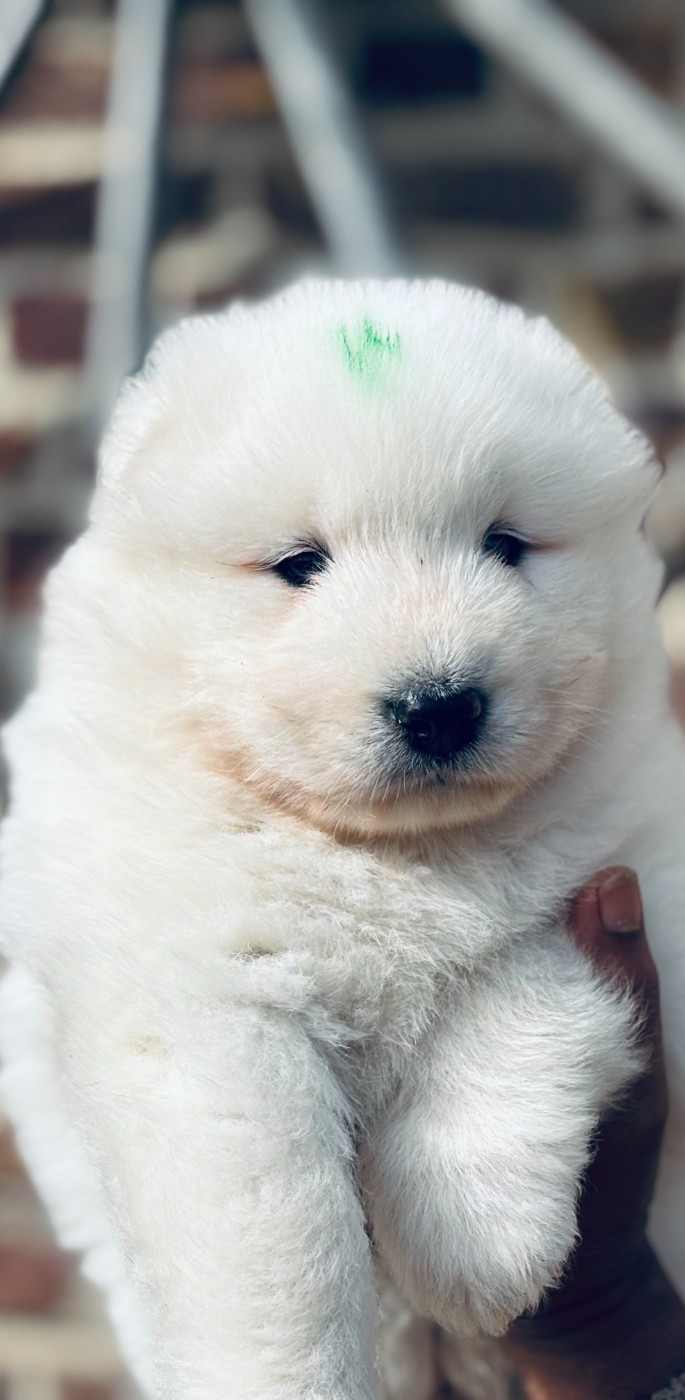 Sam's North Prim - Chiots disponibles - Samoyède