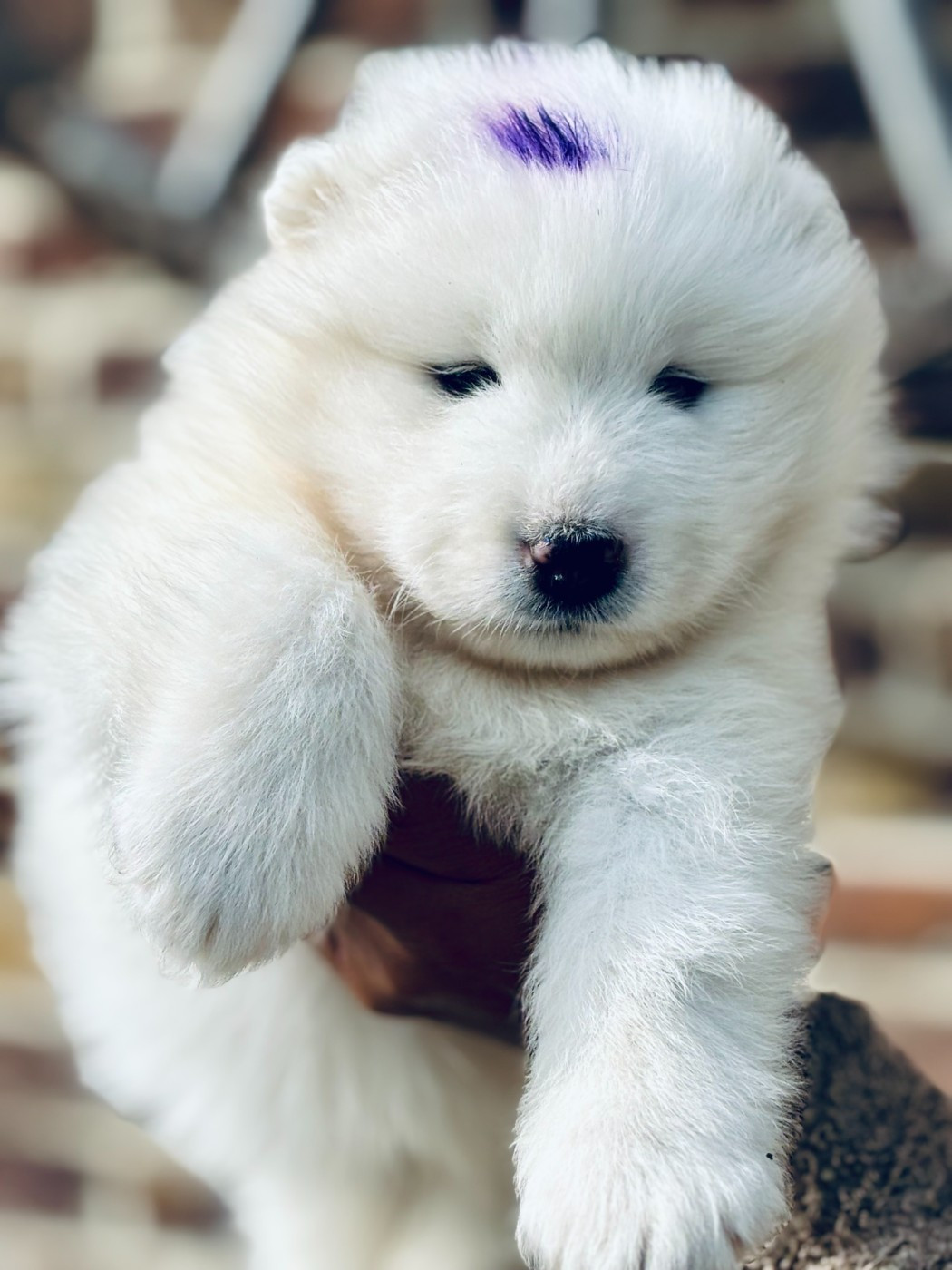 Sam's North Prim - Chiots disponibles - Samoyède