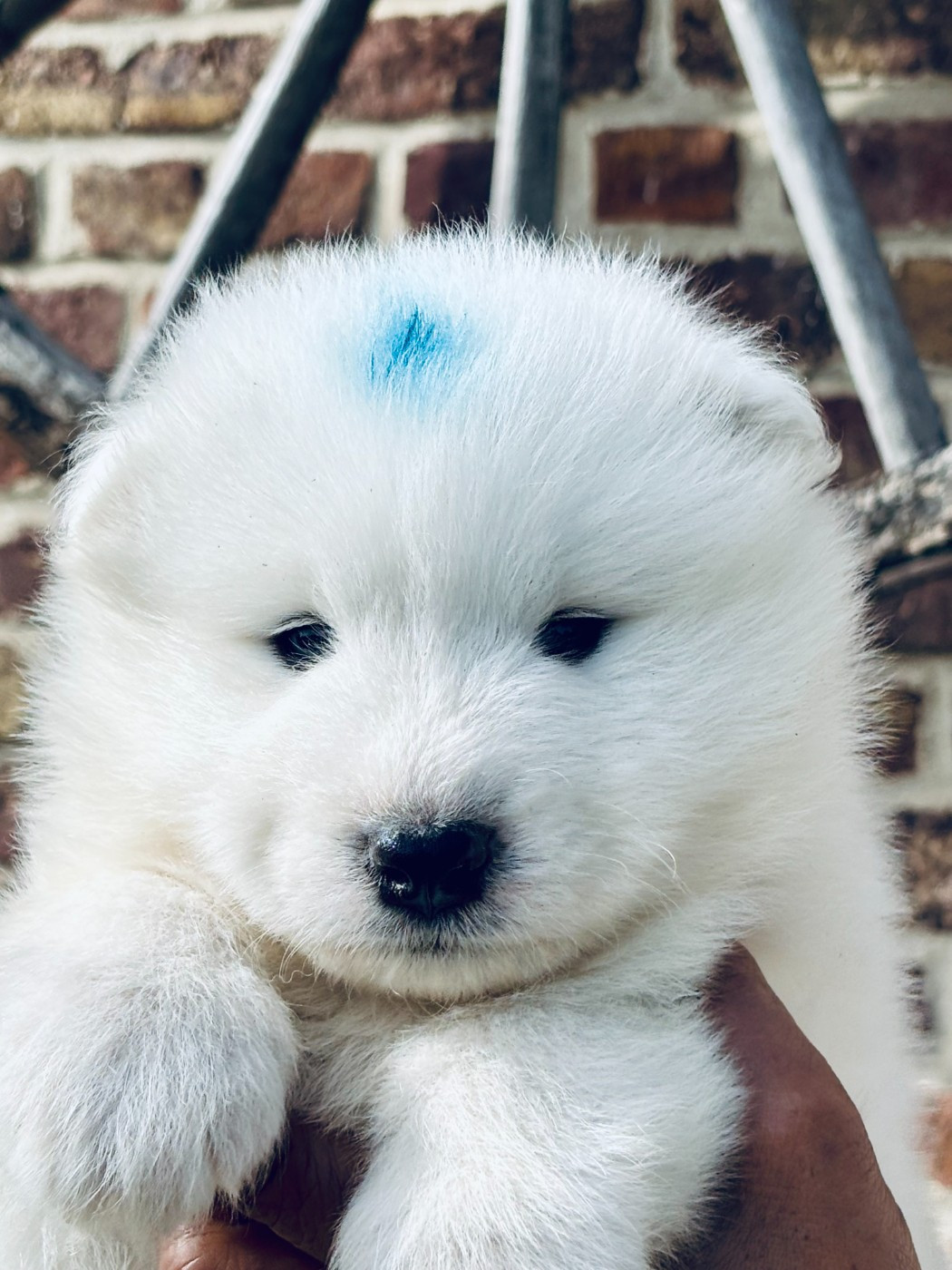 Sam's North Prim - Chiots disponibles - Samoyède