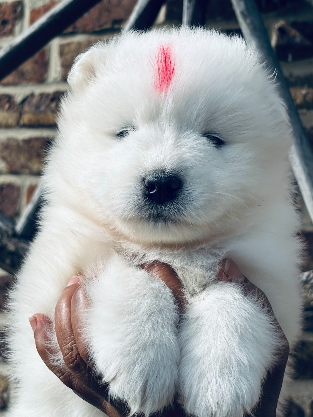 Sam's North Prim - Chiots disponibles - Samoyède