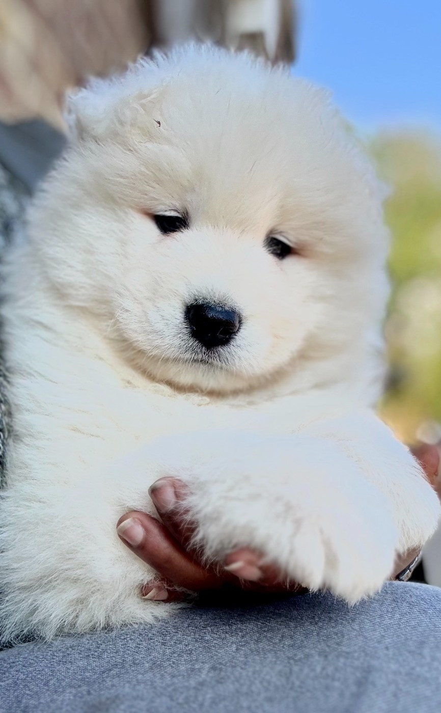 Sam's North Prim - Chiots disponibles - Samoyède